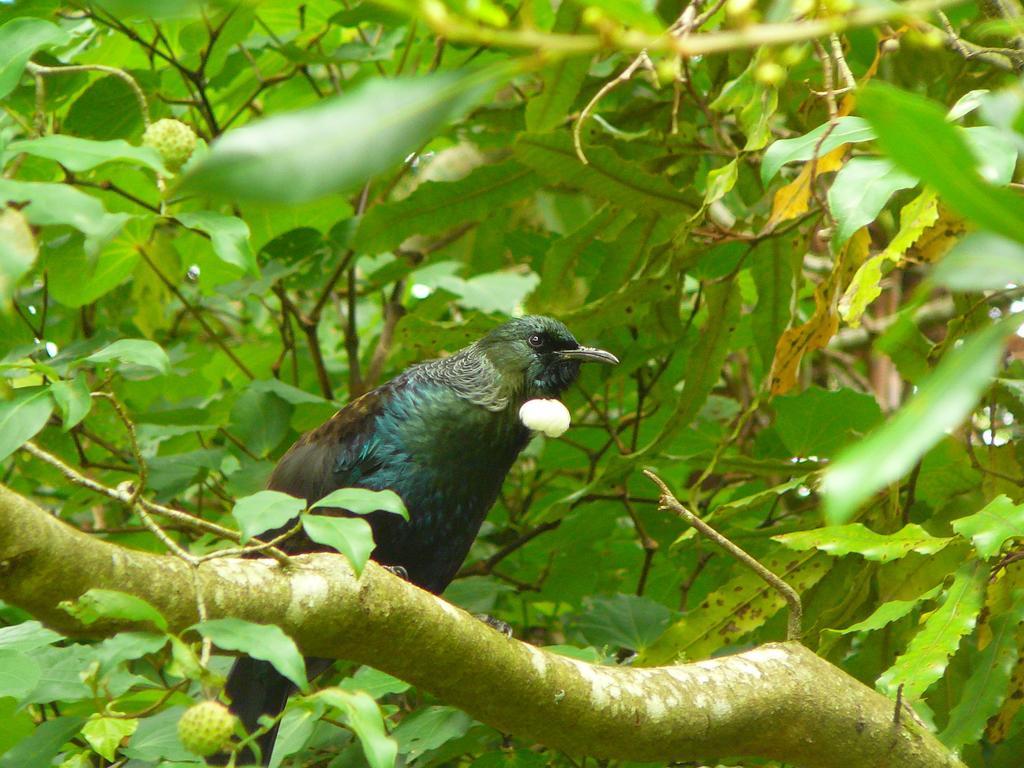 Bed and Breakfast Mount Tutu Eco-Sanctuary Ohauiti Экстерьер фото